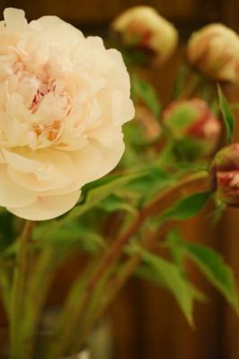 芍药如何过冬