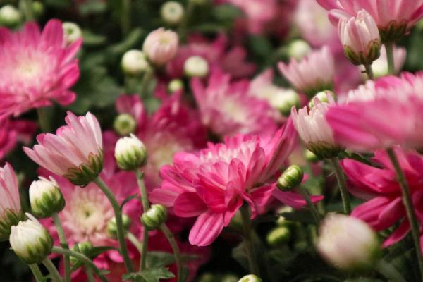 春天菊花怎么修剪