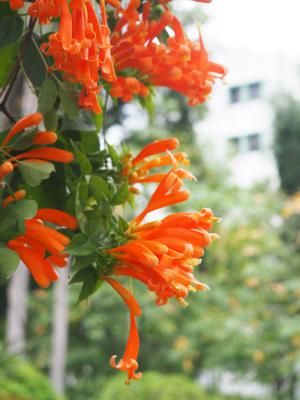 炮仗花可以扦插吗