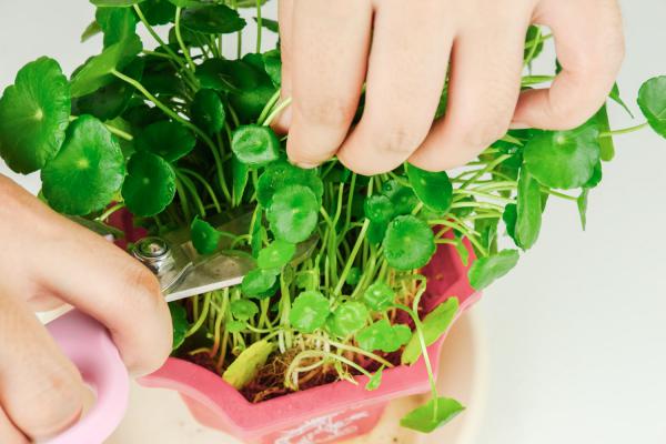 铜钱草开花了怎么办