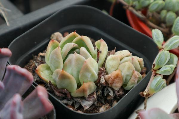 冰莓多肉的养殖方法