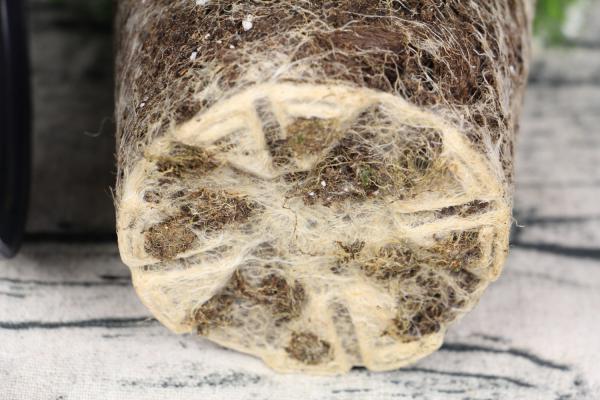 满天星种植时间