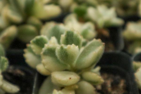 多肉熊童子怎么养肥