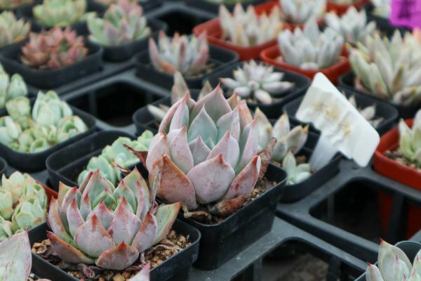 多肉种子如何催芽