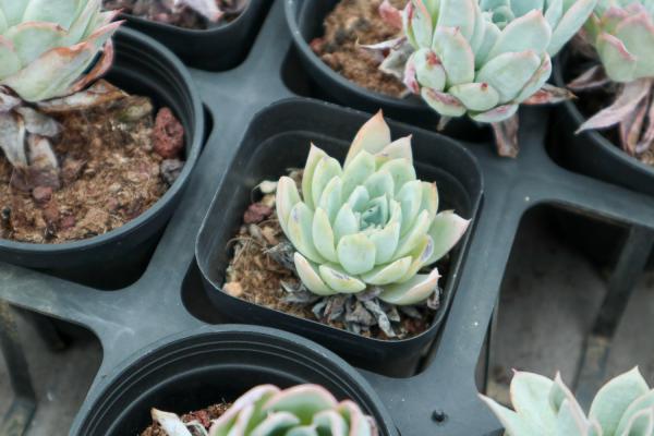 紫罗兰女王多肉怎么养