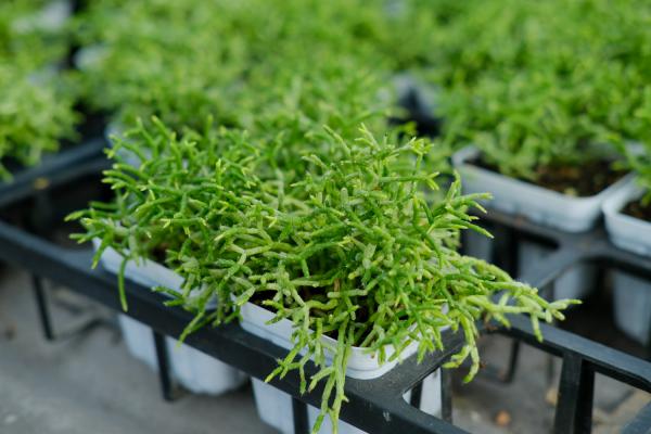 多肉换盆需要晾根吗