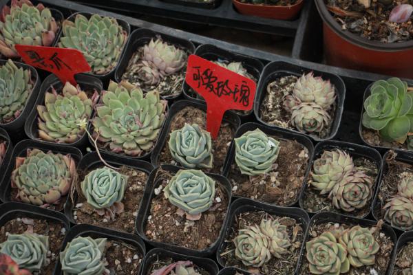 可爱玫瑰怎么爆盆