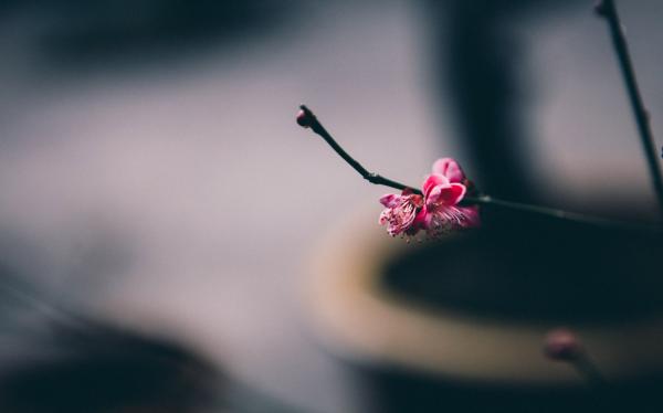 水梅花怎么繁殖