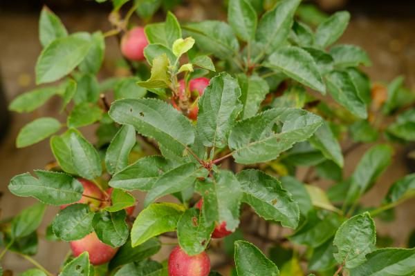 海棠扦插繁殖方法