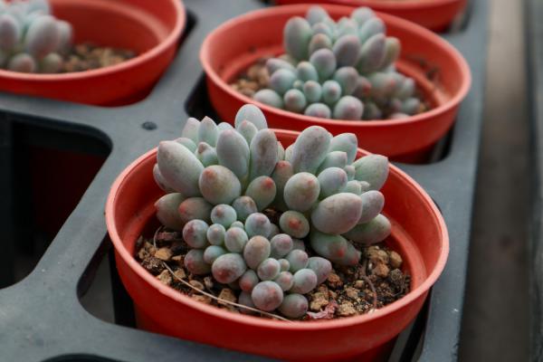 多肉光照不足怎么办,可以用台灯补光吗?