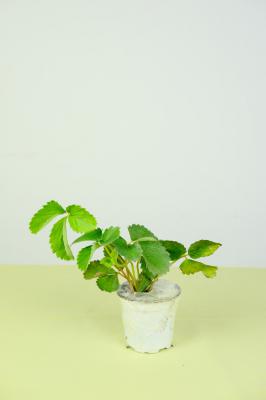 草莓控旺技术要点