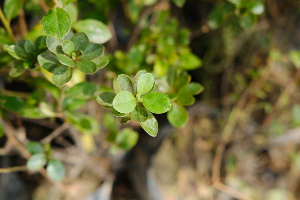 杜鹃花盆景如何修剪,杜鹃花修剪方法图解