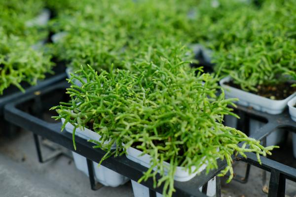 多肉爆头后怎么处理