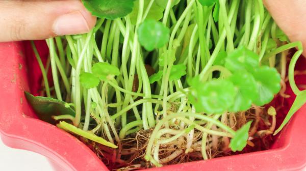 铜钱草分盆方法和日常养护