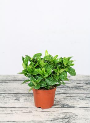 怎样养栀子花才长得好