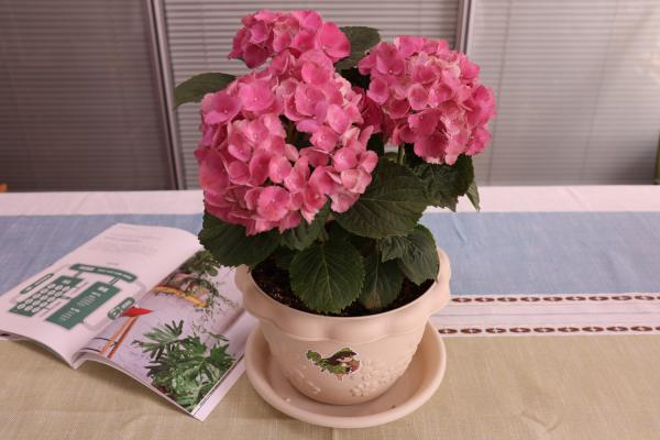 绣球好养吗,什么品种好养