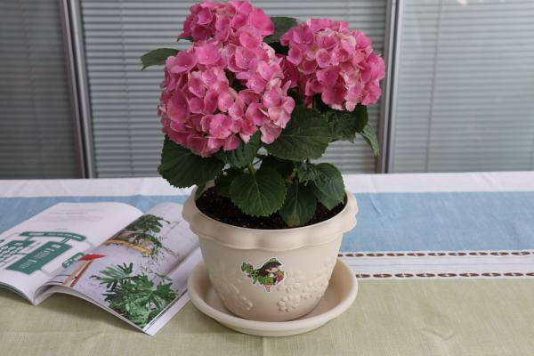 绣球冬天室外会冻死吗