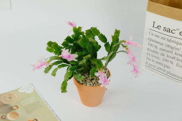 蟹爪兰有花苞怎么养