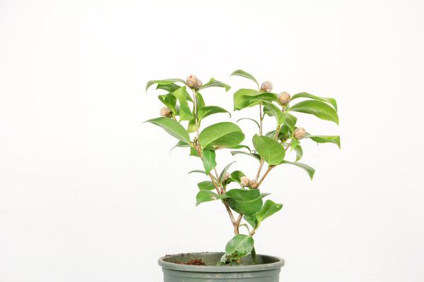 茶花扦插时间和方法