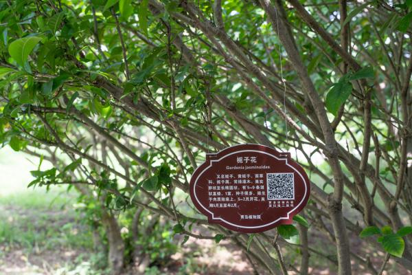 栀子花刚买回来怎么养