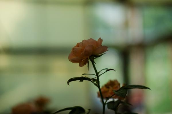 月季花怎样插枝容易活