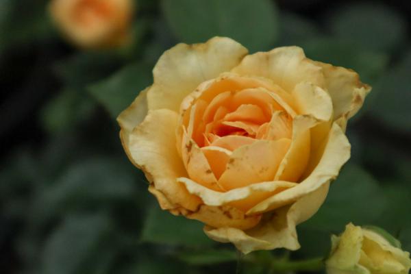 月季花嫁接方法