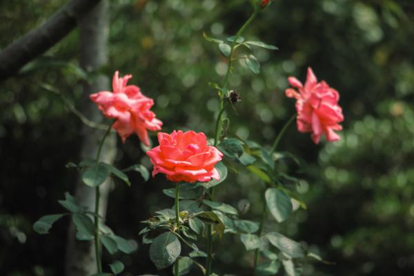 月季花的种子可以种吗