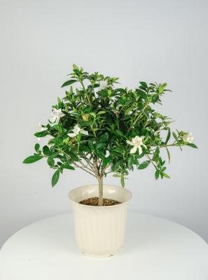 栀子花叶子尖发黑干枯什么原因