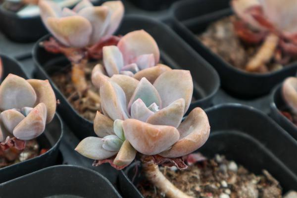 吉娃娃多肉怎么养,怎么变多头