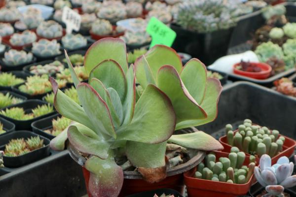 多肉唐印怎么养