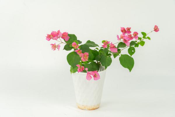 “三角梅”不开花?用这种“脏东西”作肥料,花朵开满墙...