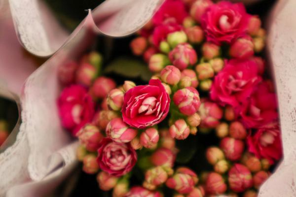 用水把它泡泡，能当“万能水”，长寿花喝点，花苞窜窜窜...