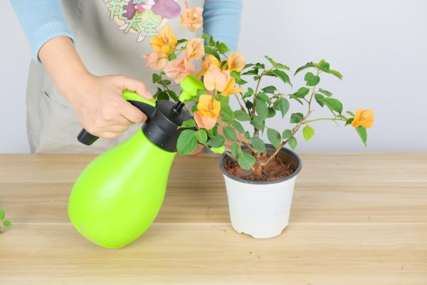 “三角梅”冬天这么养，零下也能冒“花苞”，花开满盆都...