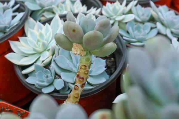 夏天可以种哪些多肉