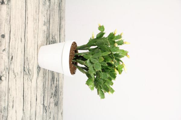 蟹爪兰仙客来···开完花掐这里，再开2次，1次比1次...