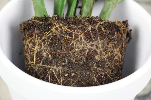 冬天在“蟹爪兰”盆里埋上它，侧边嫩芽冒，花骨朵挂枝头...