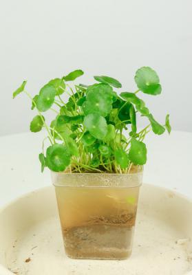 给“铜钱草”做这2个小动作，新叶长不停，1月就满盆