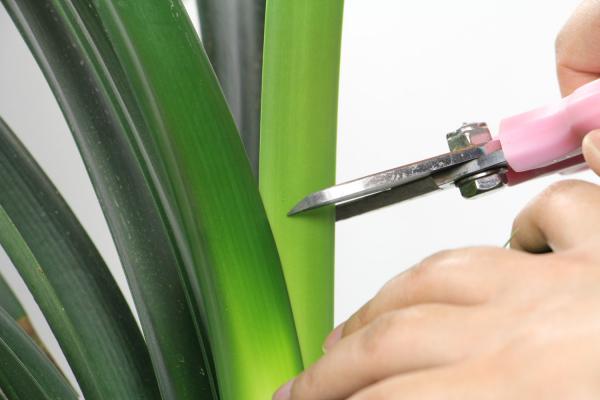 君子兰养护，在花盆底垫点“小玩意”，土壤“透气”开花...