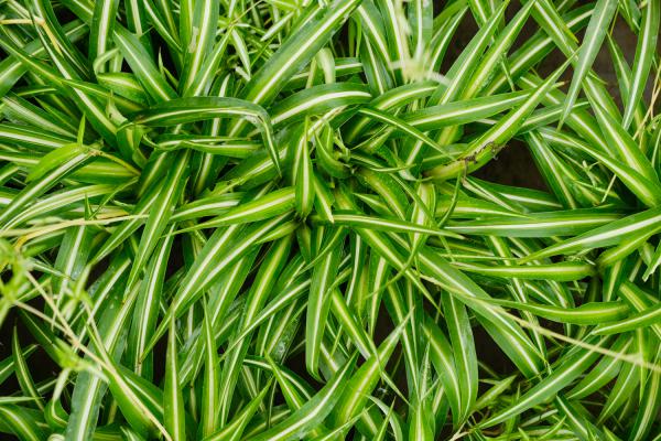 吊兰换种“方法”养,根系生更快,“绿叶”不停冒!