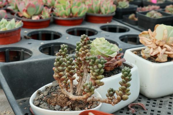 不死鸟多肉夏天怎么养