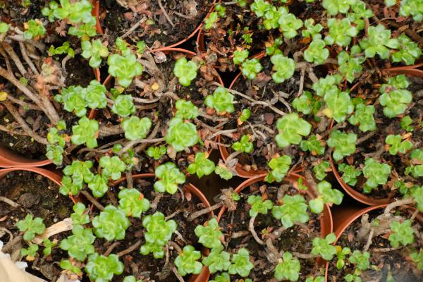 多肉猪年集五福，集齐就能走鸿运，红红火火一整年！