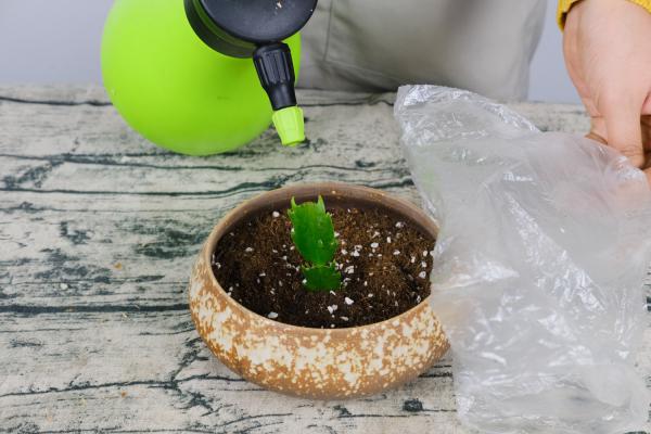 “蟹爪兰”冬日屋里做个小动作，长成老桩大不同，花苞满...