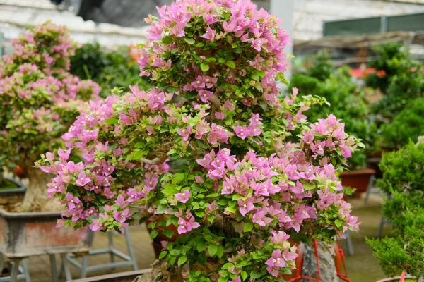 “三角梅”生长时，这“3种”肥不能少，15天喂一次，...