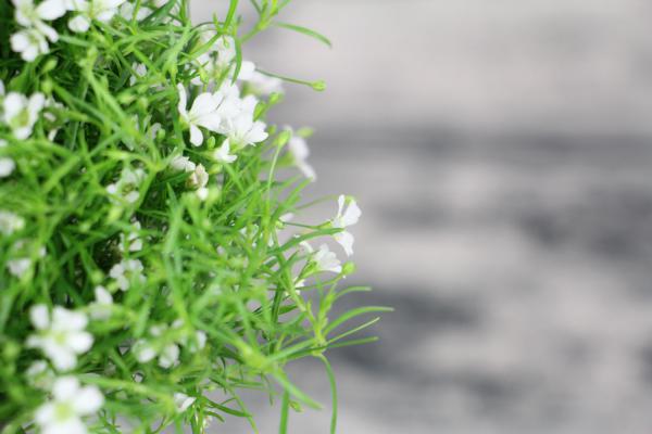 干花满天星如何制作，能保持多久