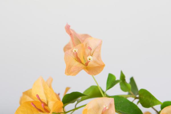 家里“三角梅”开花不旺盛，巧用这几个小方法，花朵呼呼...