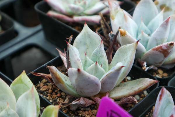 多肉控养大法，3周胖到爆炸，越虐长的越疯狂！