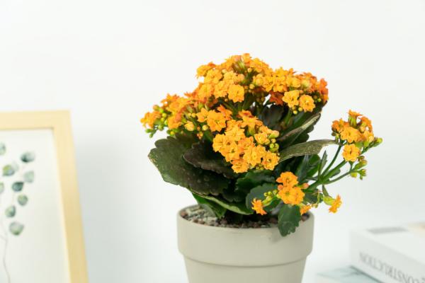 正月给“长寿花”做个小动作，花苞再长一倍，枝芽蹿不停...