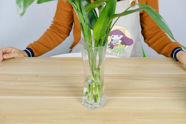 富贵竹怎么水养才开花，怎么样才能更旺盛