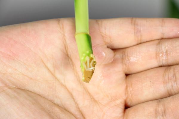 富贵竹怎么养才会开花，开花什么预兆