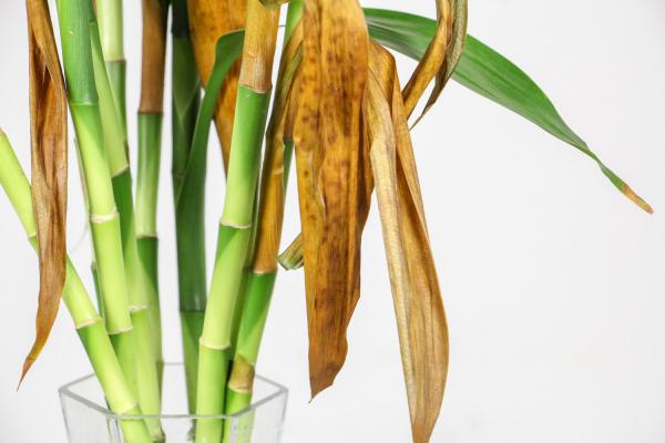 富贵竹水老是臭怎么办，用多菌灵消毒可以吗